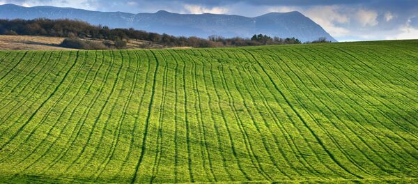 Cánh đồng - Sputnik Việt Nam