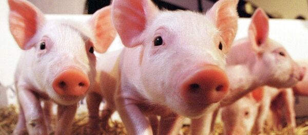 Сon lợn - Sputnik Việt Nam
