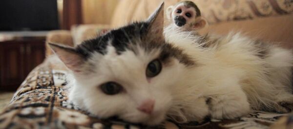 Mèo cưu mang khỉ con bị mẹ bỏ rơi - Sputnik Việt Nam