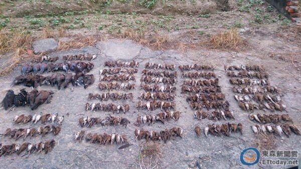 Một người đàn ông vừa bị bắt ở miền đông Trung Quốc vì tội giết hơn 400 con chim hoang dã - Sputnik Việt Nam