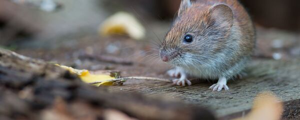 Con chuột - Sputnik Việt Nam