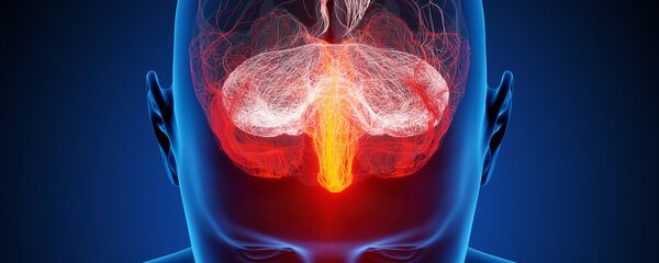 Não bộ của con người Não bộ của con người - Sputnik Việt Nam