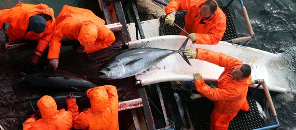 Bắt được cá ngừ to kỷ lục ở vùng biển Adriatic - Sputnik Việt Nam