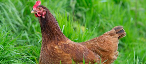 Con gà - Sputnik Việt Nam