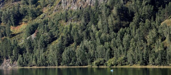 Rừng Taiga - Sputnik Việt Nam