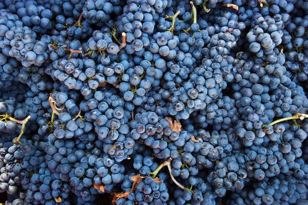 Ngành sản xuất rượu vang ở Nga - Sputnik Việt Nam