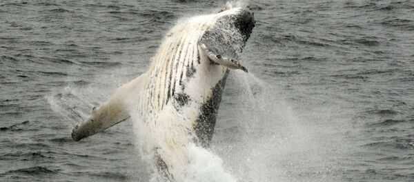 Сá voi Сá voi - Sputnik Việt Nam