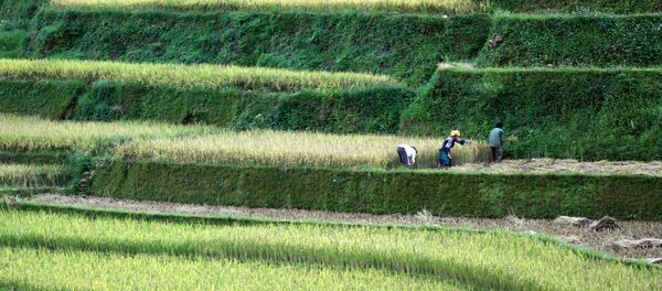 Những đồng lúa ở Việt Nam Những đồng lúa ở Việt Nam - Sputnik Việt Nam