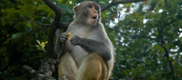 con khỉ - Sputnik Việt Nam
