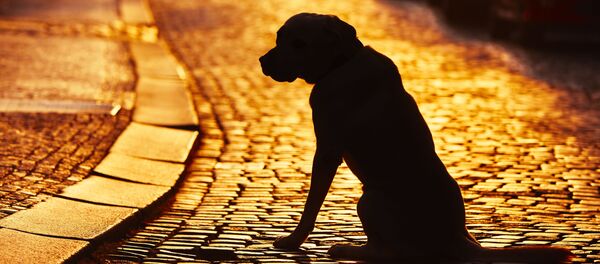 con chó con chó - Sputnik Việt Nam