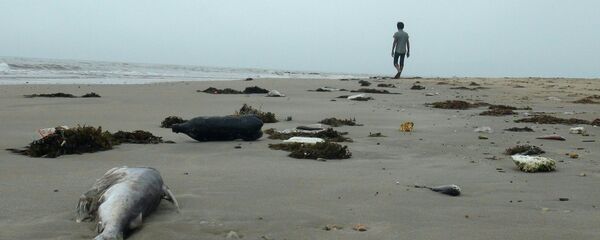 Hiện tượng cá chết hàng loạt ở vùng ven bờ biển miền Trung Việt Nam Hiện tượng cá chết hàng loạt ở vùng ven bờ biển miền Trung Việt Nam - Sputnik Việt Nam