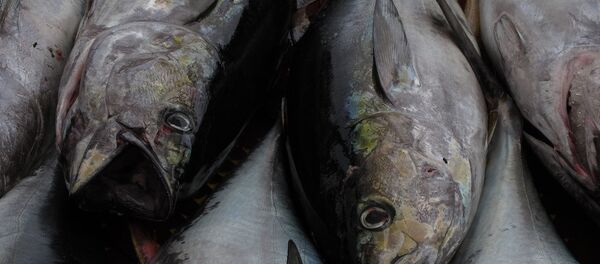 cá ngừ - Sputnik Việt Nam