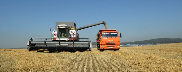 Thu hoạch ngũ cốc ở tỉnh Sverdlovsk - Sputnik Việt Nam