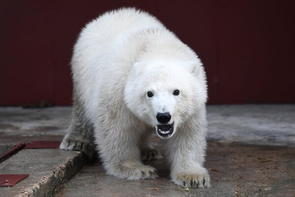 Con gấu Bắc cực Nika Con gấu Bắc cực Nika - Sputnik Việt Nam