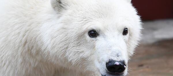 Con gấu Bắc cực Nika - Sputnik Việt Nam