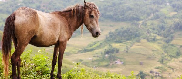 Cưỡi ngựa đi khắp Việt Nam - Sputnik Việt Nam