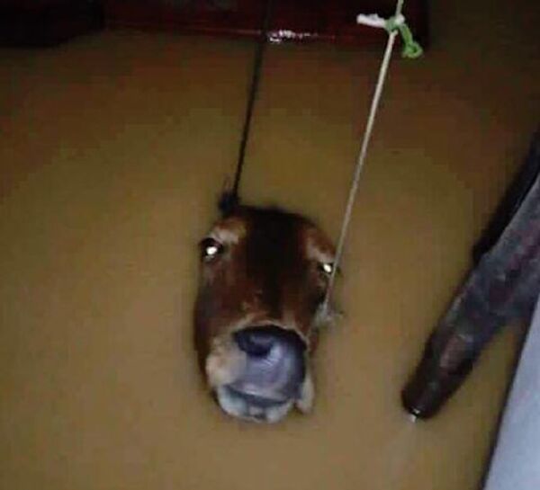 Lũ lụt ở miền Trung Việt Nam - Sputnik Việt Nam