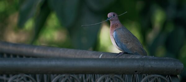 Chim bồ câu Pakistan - Sputnik Việt Nam