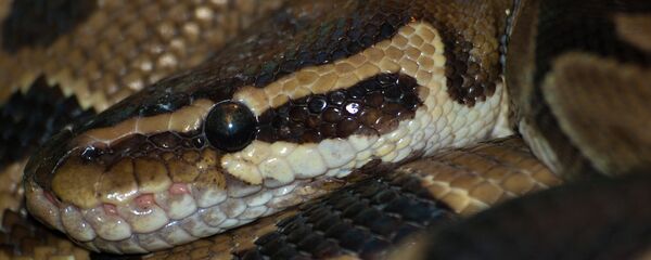 Con trăn - Sputnik Việt Nam