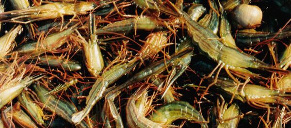 tôm - Sputnik Việt Nam
