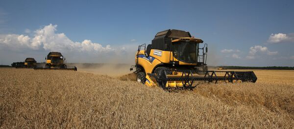 Thu hoạch lúa mì ở tỉnh Krasnodar Thu hoạch lúa mì ở tỉnh Krasnodar - Sputnik Việt Nam