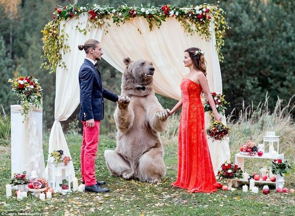 Đám cưới  với con gấu  - Sputnik Việt Nam