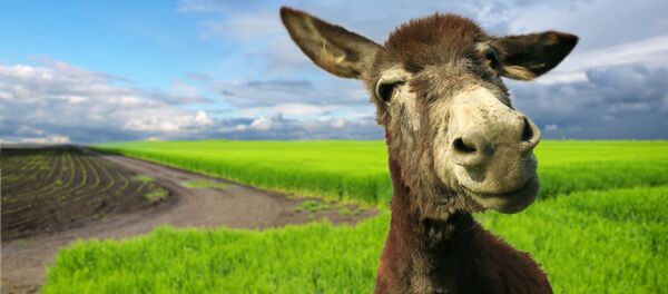 Con lừa chạy nhảy sinh động trên cánh đồng - Sputnik Việt Nam