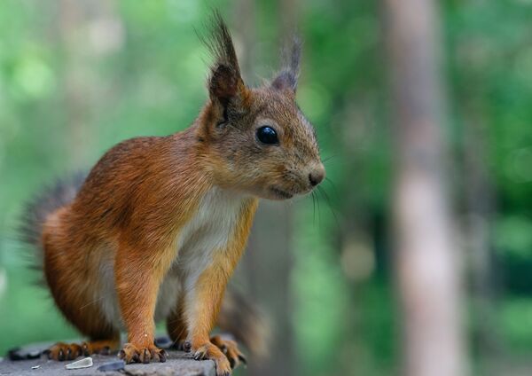Thuốc tránh thai cho… sóc đuôi bông! Sao lại phải dùng đến biện pháp cực đoan như thế? Thuốc tránh thai cho… sóc đuôi bông! Sao lại phải dùng đến biện pháp cực đoan như thế? - Sputnik Việt Nam