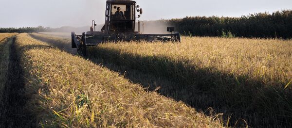 Thu hoạch lúa ở vùng  Krasnodar - Sputnik Việt Nam