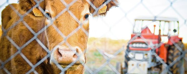 Con bò - Sputnik Việt Nam