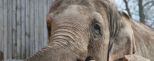 Voi - Sputnik Việt Nam