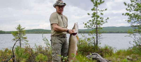 Tổng thống Nga Vladimir Putin trong một buổi câu cá ở khu vực Krasnoyarsk. - Sputnik Việt Nam