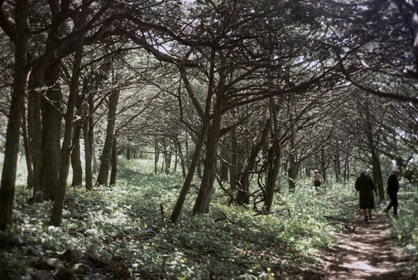 Đảo Petrova  - Sputnik Việt Nam