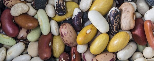 đậu đỗ đậu đỗ - Sputnik Việt Nam