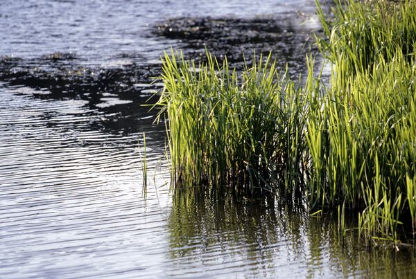 Con sông Protva Con sông Protva - Sputnik Việt Nam