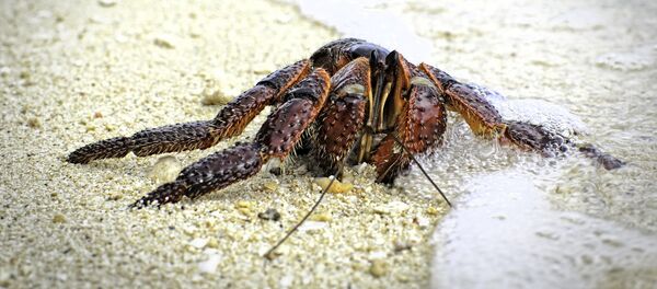 Cua dừa - Sputnik Việt Nam