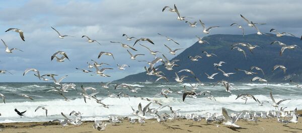 Nam Kuril - Sputnik Việt Nam