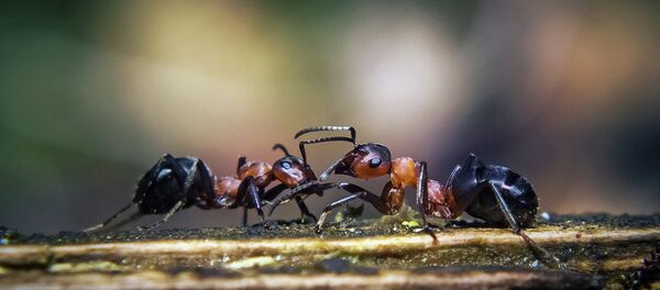 Kiến - Sputnik Việt Nam