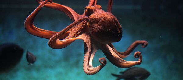Bạch tuộc Bạch tuộc - Sputnik Việt Nam