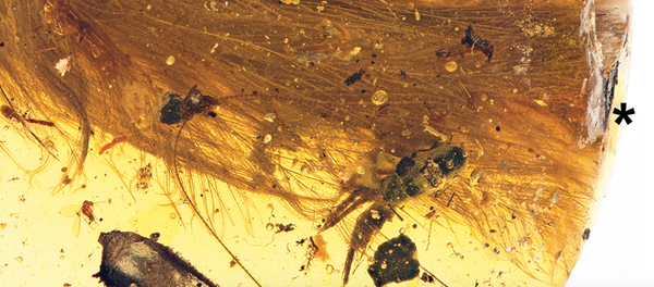 Khám phá độc đáo: Mảnh đuôi khủng long trong hổ phách Khám phá độc đáo: Mảnh đuôi khủng long trong hổ phách - Sputnik Việt Nam