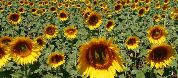 Hoa hướng dương - Sputnik Việt Nam