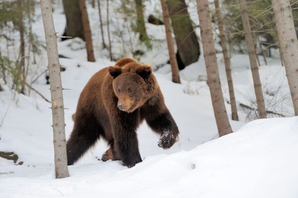 Gấu hoang dã trong rừng taiga Gấu hoang dã trong rừng taiga - Sputnik Việt Nam