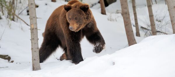 Gấu hoang dã trong rừng taiga - Sputnik Việt Nam