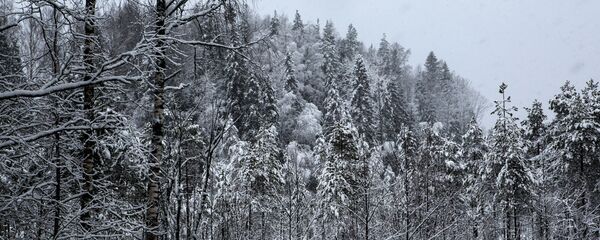 Tuyết phủ trắng rừng Nga Tuyết phủ trắng rừng Nga - Sputnik Việt Nam