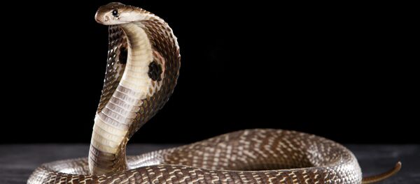 rắn hổ mang - Sputnik Việt Nam