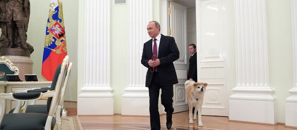 Tổng thống Nga Vladimir Putin với con chó Yume nòi Akita-Inu trước khi trả lời phỏng vấn với phóng viên Nhật - Sputnik Việt Nam