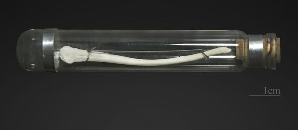 Xương baculum của con khỉ - Sputnik Việt Nam