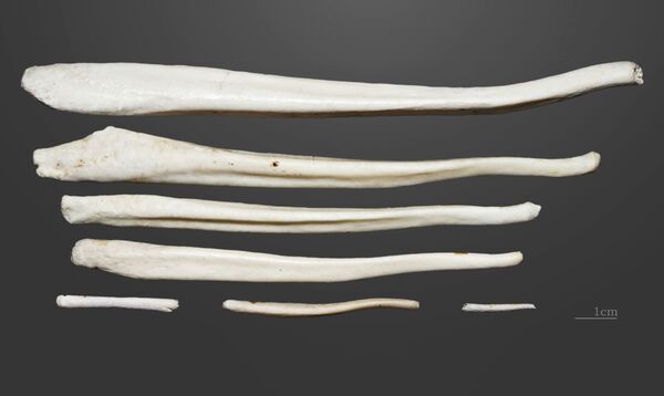 Xương baculum của con gấu nâu - Sputnik Việt Nam