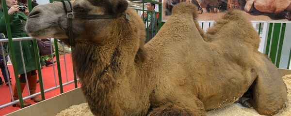 Lạc đà - Sputnik Việt Nam