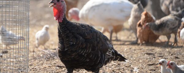 gà tây - Sputnik Việt Nam